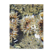 Anenomes Tidepools Sand Post Cards
