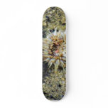 Anenomes Tidepools Sand Skateboards