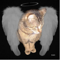 Angel Cat (Lucian) Photo Cutout
