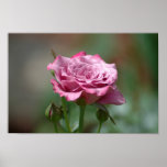 Angel Face Rose Poster