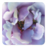 Angel Face Rose
