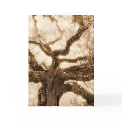 "Angel Oak  2" - MW1107 Cards by Ambient_Image