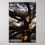 Angel Oak Canvas Print