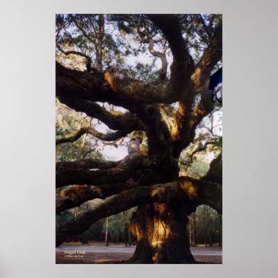 Angel Oak Canvas Print by MarciaCox