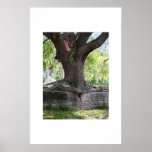 Angel Oak Poster