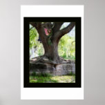 Angel Oak Posters