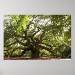 Angel Oak Tree ~ Johns Island, South Carolina posters