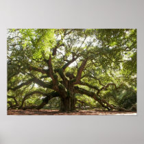 Angel Oak Tree ~ Johns Island, South Carolina Posters