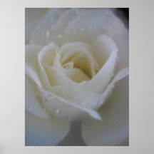 Angel Rose Poster