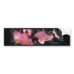 Angel Wing Begonias Bumper Stickers