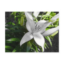 Angeled Black and White Lily Postcards