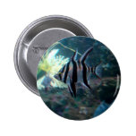 Angelfish Button