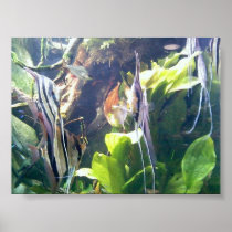 angelfish poster