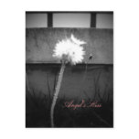 Angel's Kiss Post Card