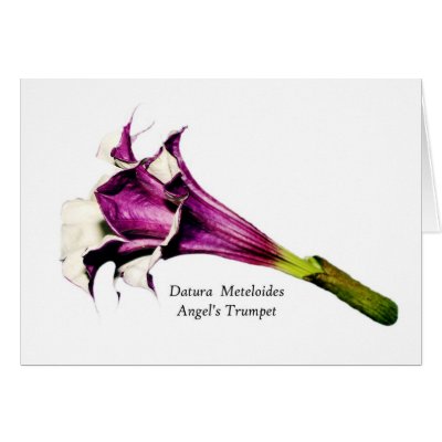 Angel's Trumpet - card by ForestPhoto
