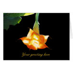 Angel's Trumpet