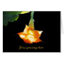 Angel's Trumpet