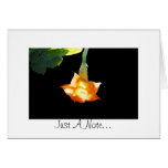 Angel's Trumpet