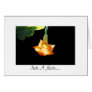 Angel's Trumpet