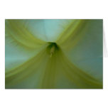 Angel's Trumpet Closeup Blank inside (cyan) Cards