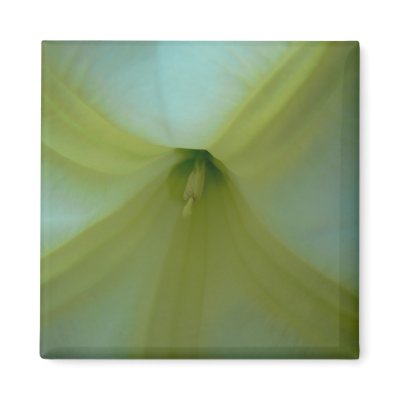 Angel's Trumpet Closeup Refrigerator Magnets by StudioSublime