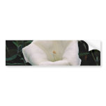 Angel's trumpet  flowers bumper sticker