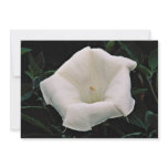 Angel's trumpet  flowers personalized invitations