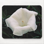 Angel's trumpet  flowers mousepads