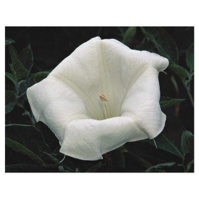 Angel's trumpet flyer design by beautifulclicks