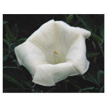 Angel's trumpet flyers