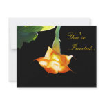 Angel's Trumpet