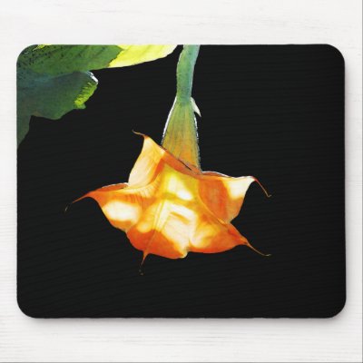 Angel's Trumpet by cybervykky