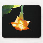 Angel's Trumpet mousepads