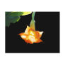 Angel's Trumpet