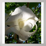 Angels Trumpet posters