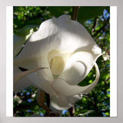Angels Trumpet Poster by SilverPromidi