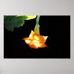 Angel's Trumpet Posters