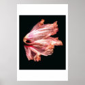 Angel's Wing posters