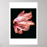 Angel's Wing Posters