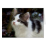 Angels With Whiskers (kitten) Card