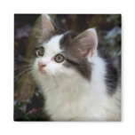 Angels With Whiskers (kitten) Magnet