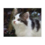 Angels With Whiskers (kitten) Postcard