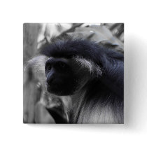 Angolan Black and White Colobus Monkey
