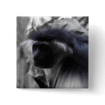 Angolan Black and White Colobus Monkey buttons