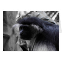 Angolan Black and White Colobus Monkey