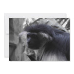 Angolan Black and White Colobus Monkey invitations