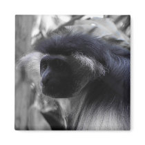 Angolan Black and White Colobus Monkey