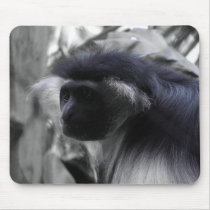 Angolan Black and White Colobus Monkey