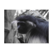 Angolan Black and White Colobus Monkey
