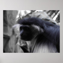 Angolan Black and White Colobus Monkey